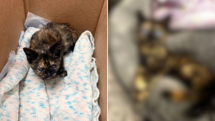 Blind Kitten From Massachusetts Was Said To Be A Failure To Thrive But She Proved Everyone Wrong