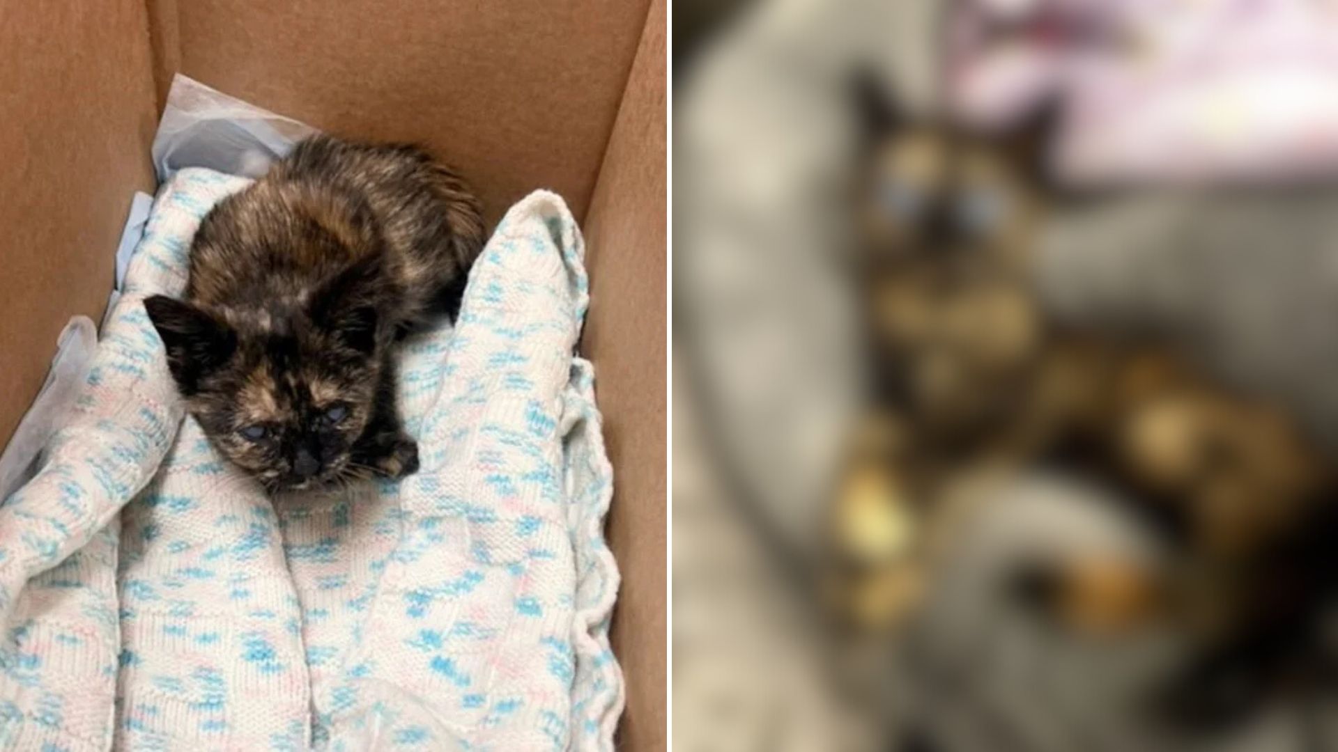 Blind Kitten From Massachusetts Was Said To Be A Failure To Thrive