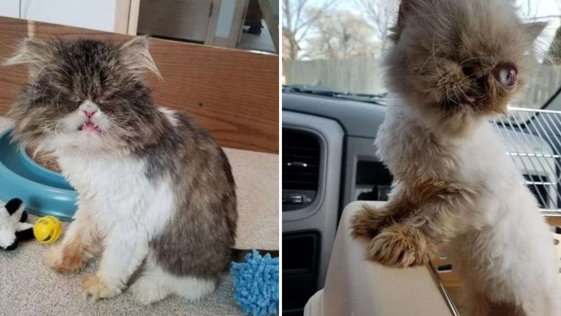 Blind Kitty In Idaho Navigates Life With The Help Of Her One-Eyed Sister