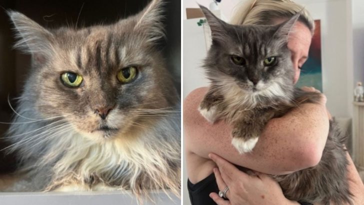 Boston Woman Adopts A Senior Shelter Cat, Rewriting Her Heartbreaking Tale Into A Story Of Hope