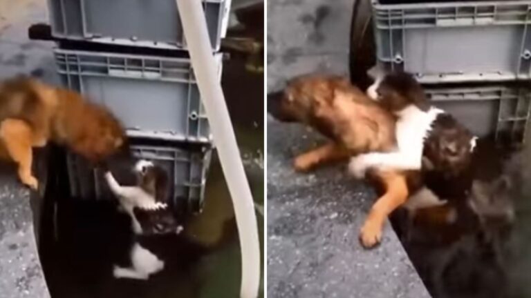 Brave Pup Risks It All To Save A Cat Desperately Fighting To Survive In The Water