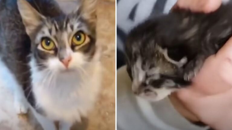 California Cat Mom Opens Her Heart And Litter To An Orphaned Kitten