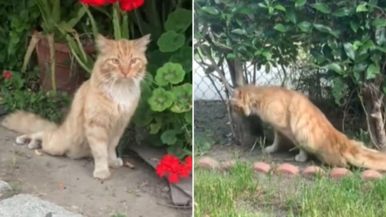 paralyzed cat