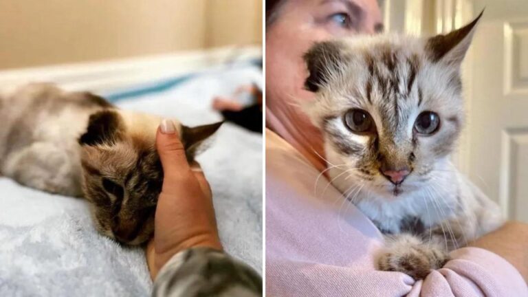California Cat With One Ear Battles To Survive After Losing His Owner And Faces An Sudden Turn