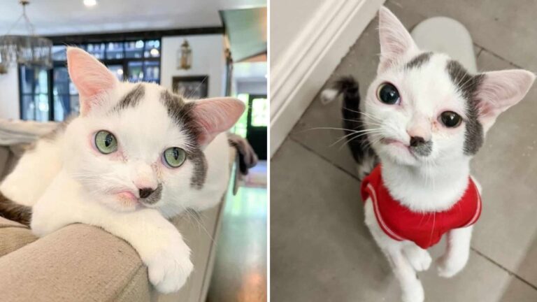 California Crooked-Faced Cat With A Difficult Past And Health Struggles Finally Finds Happiness