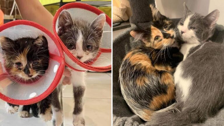 California Rescue Transforms The Lives Of Two Sick Kittens Once Left Without Hope