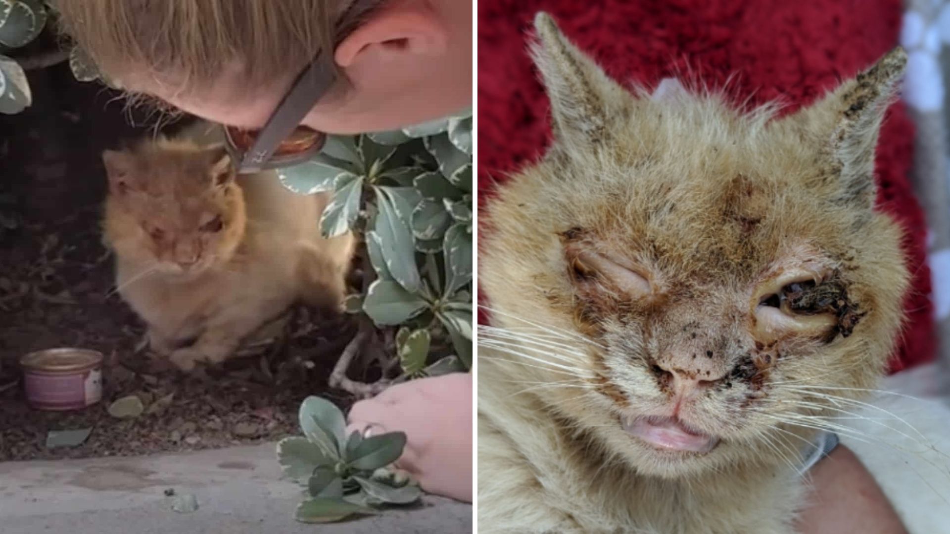 California Rescuers Stunned To Find Cat In Dire Shape Hiding In Bushes