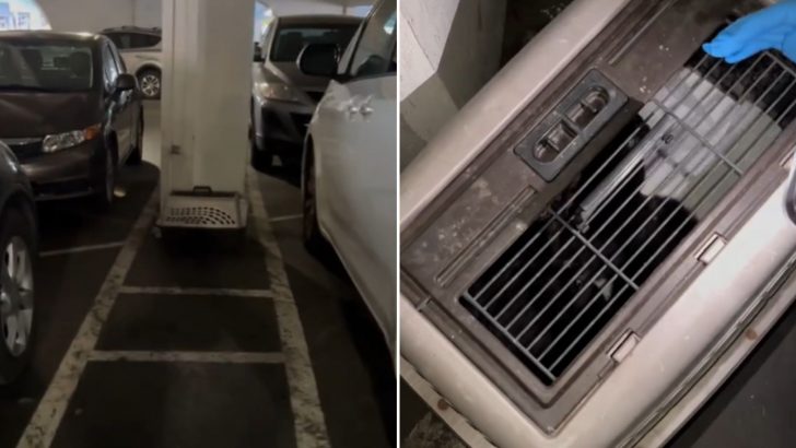 California Woman Finds A Pet Carrier On A Parking Lot With 6 Pairs Of Eyes Staring Right At Her