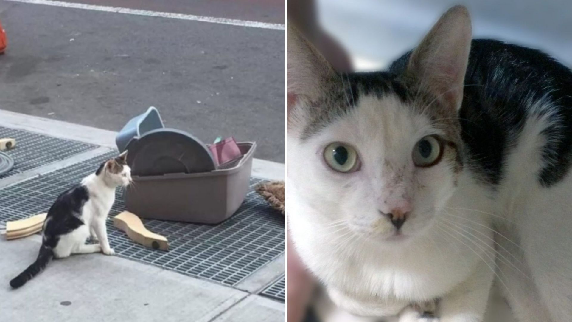 Cat Abandoned On Brooklyn Streets Found Sitting Beside His Scattered Belongings