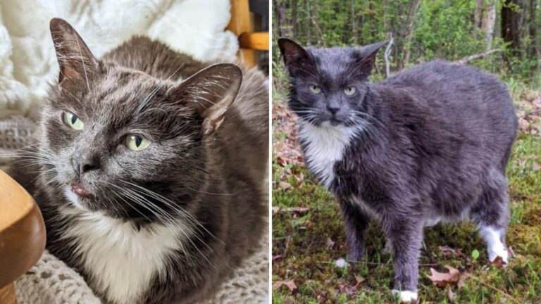 Cat Abandoned Twice In Upstate New York Finally Finds A True Forever Home