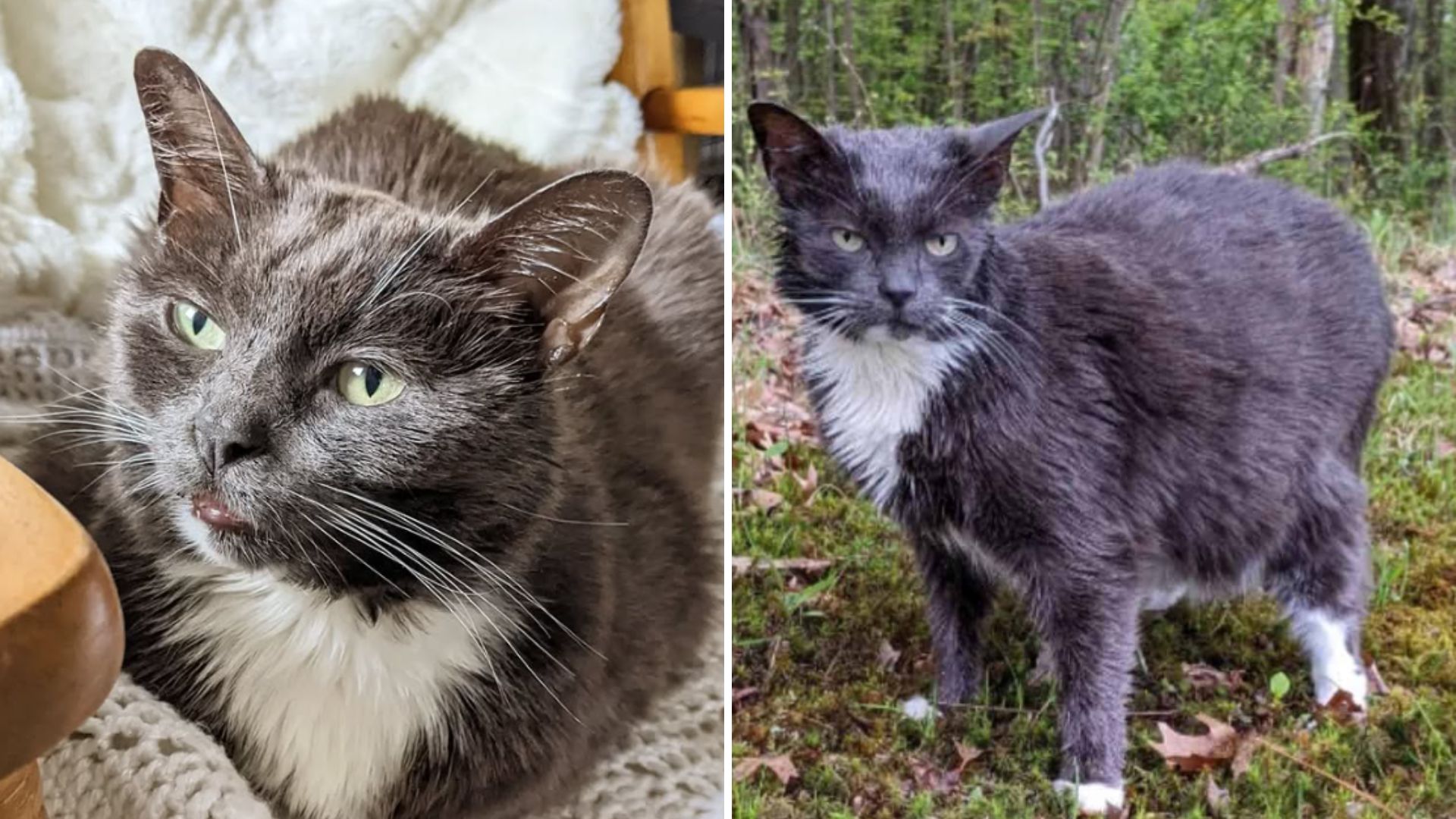 Cat Abandoned Twice In Upstate New York Finally Finds A True Forever Home