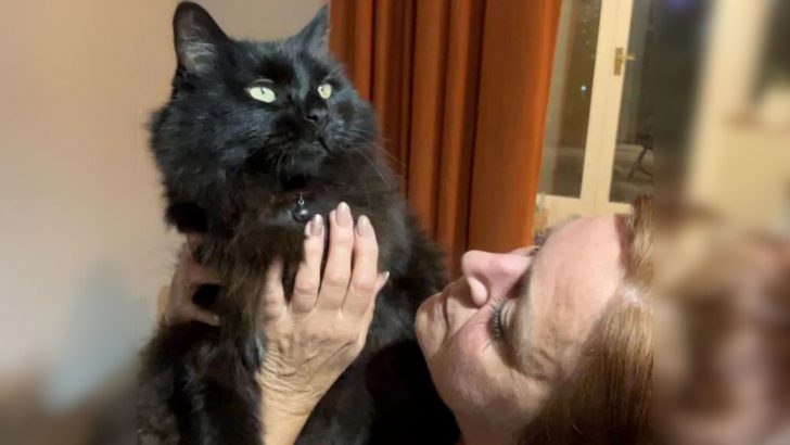 Cat Missing For 6 Years Returns To Owner In A Touching Reunion That’ll Move You To Tears