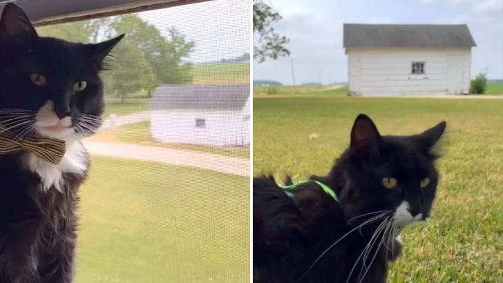 Cat Returns To The Cold Shed Where He Was Rescued And His Reaction Teaches Us All