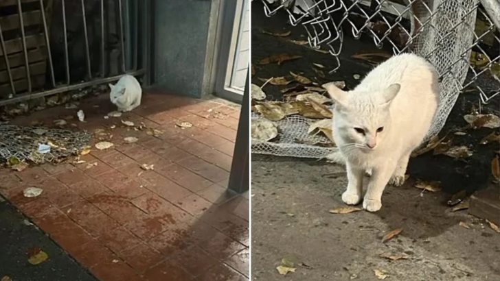 Cat Spends Half A Year Wandering A New York Neighborhood Desperately Searching For Love