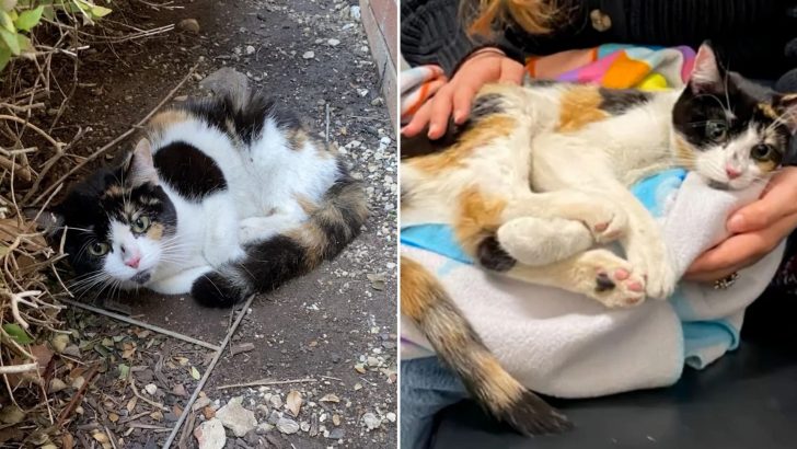 Cat Spotted Crying In The Bushes In Virginia Turns Out To Suffer From A Severe Fracture