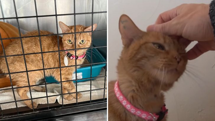 Cat Who Spent Over 12 Years In A California Testing Lab Discovers What A Loving Home Feels Like