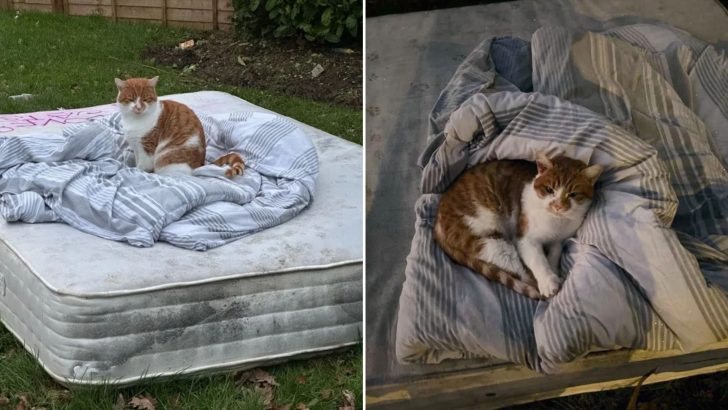 Cat Who Was Found Sleeping On A Discarded Mattress Now Thrives In The Comfort Of A Loving Home