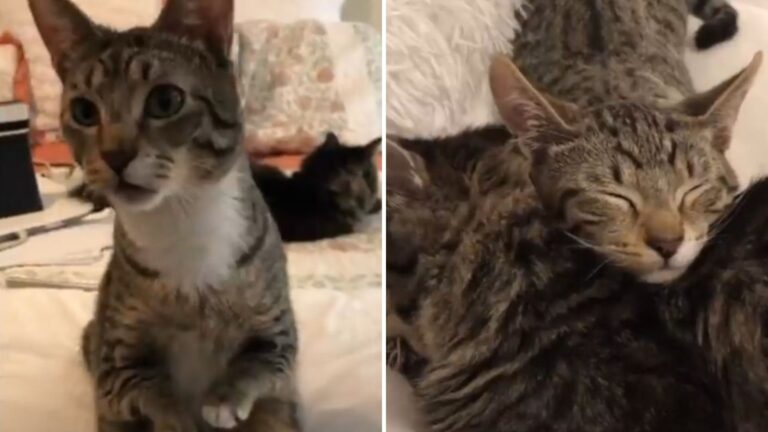 Cat With Short Legs Hops Like A Kangaroo And Lands In A Life Filled With Love