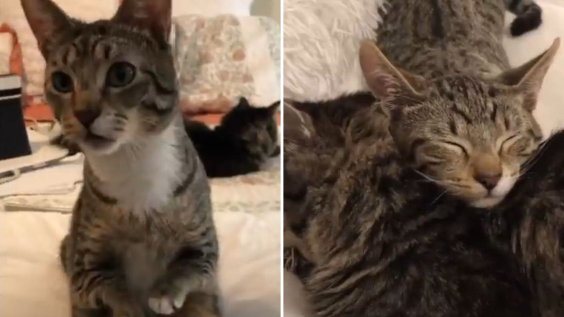Cat With Short Legs Hops Like A Kangaroo And Lands In A Life Filled With Love