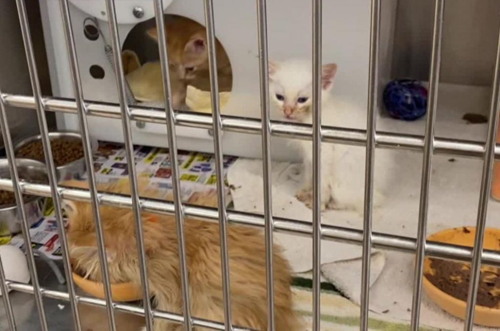 Cats eat while locked in a cage