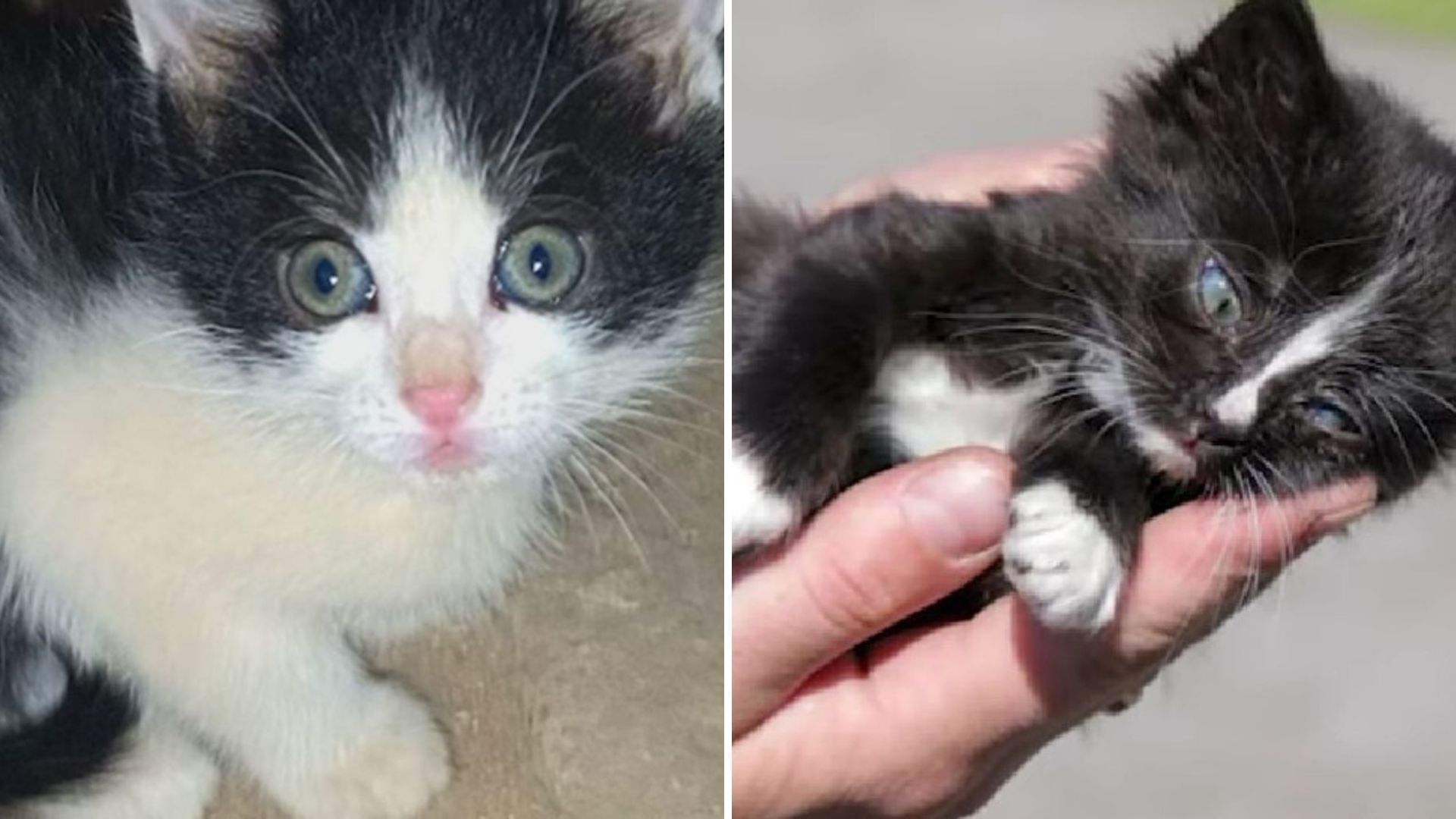 Colorado Woman Discovers Orphaned Kittens Holding Onto Each Other For Comfort