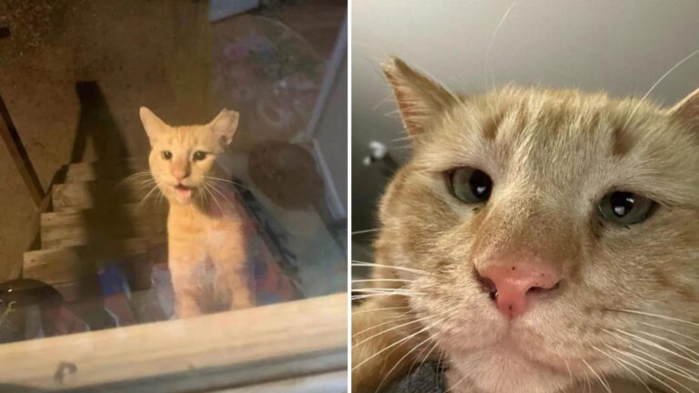 Curious Cross Eyed Cat In Arizona Finally Steps Into A Woman’s Home After Days Of Watching