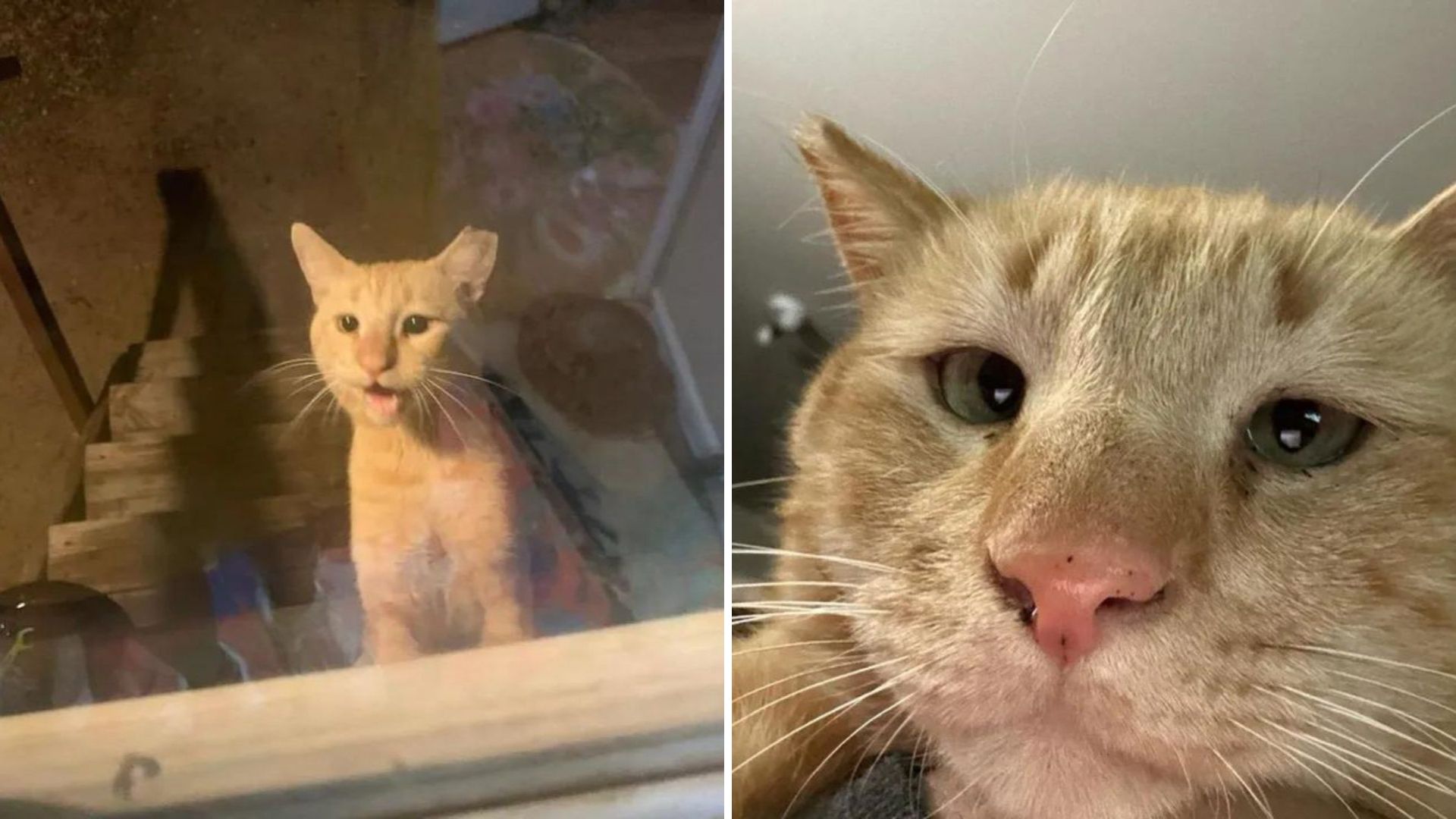 Curious Cross Eyed Cat In Arizona Finally Steps Into A Woman’s Home After Days Of Watching
