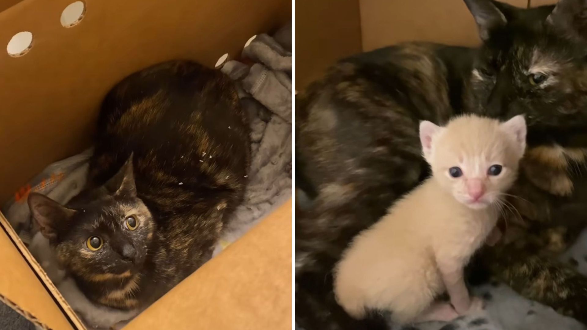 Desperate Rescue As Houston Stray Cat Gives Birth Under Car In Cold Rain