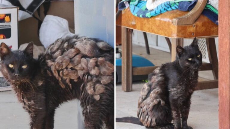 Extremely Matted Cat Left Behind By His Family Struggles To Survive The California Streets
