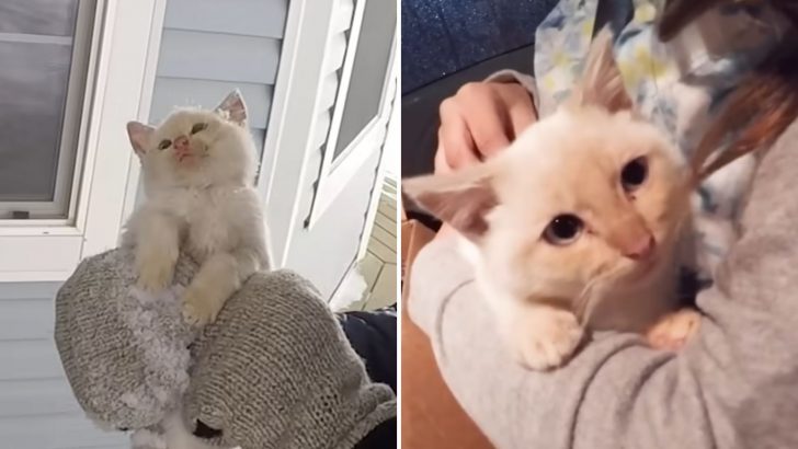 Family Finds A Lifeless Kitten Frozen In The Snow, Brings Him Back To Life And Into Their Home