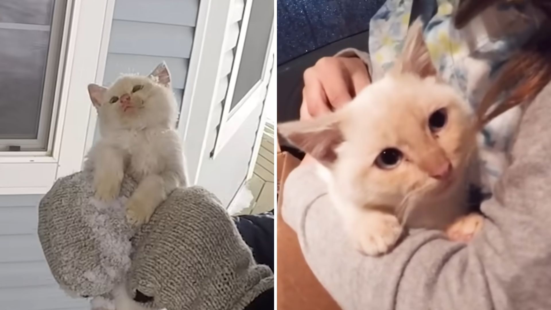 Family Finds A Lifeless Kitten Frozen In The Snow