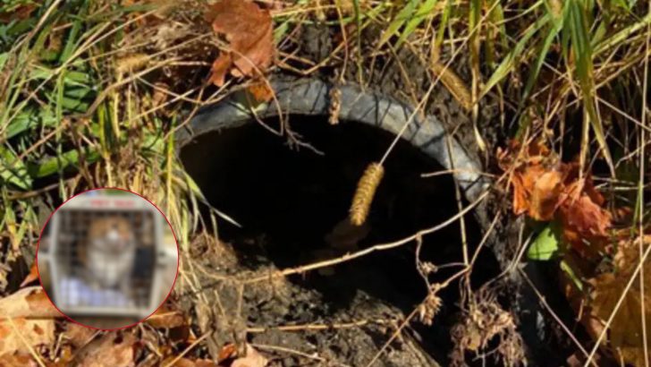 Family Hears A Squeak From A Drainpipe In Connecticut And Melts When A Fluffy Face Pops Out