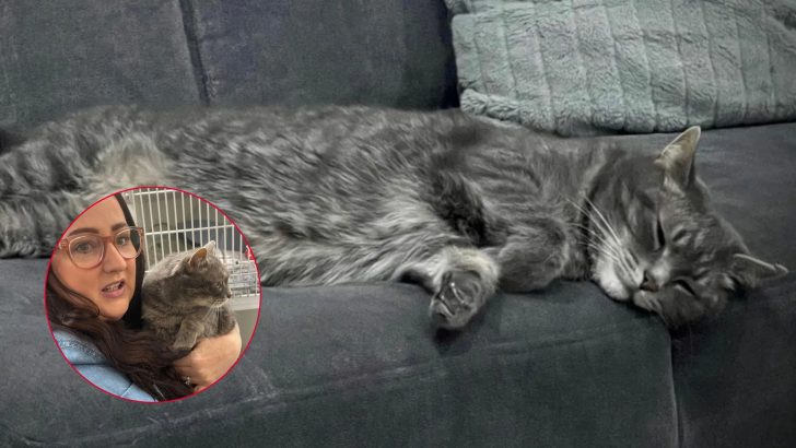 Family In Shock As Their Missing Cat Is Found 7 Years Later, Living With Someone Else All Along