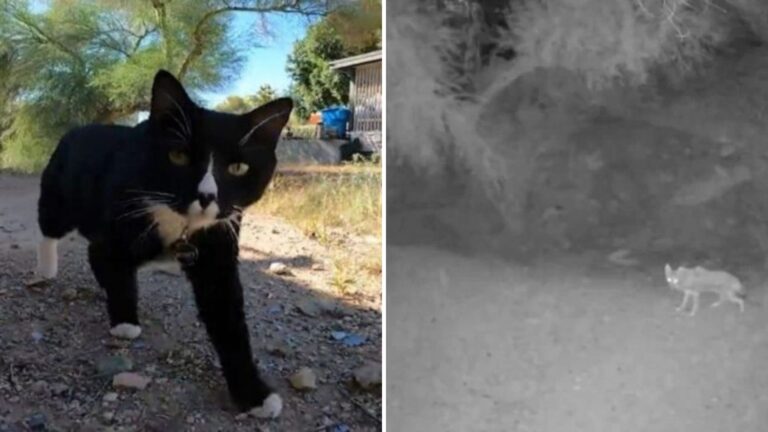 Fearless Cat Protects Family From Backyard Coyote Encounter In Arizona
