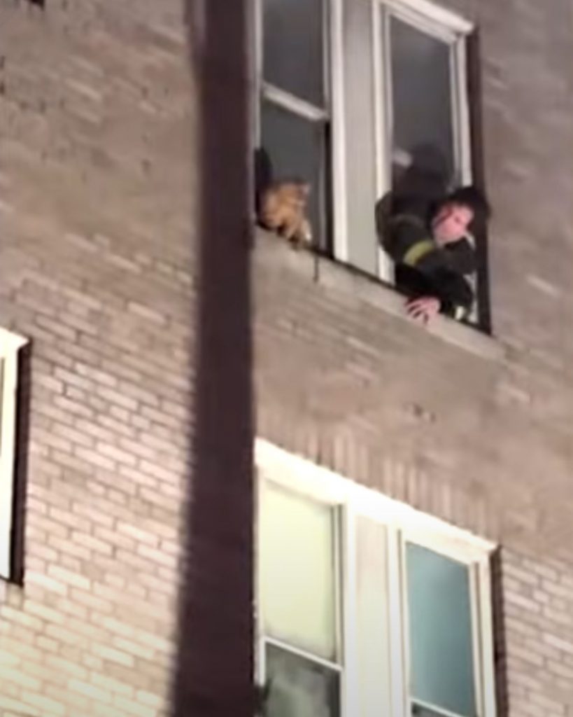 Firefighter saves cat from window