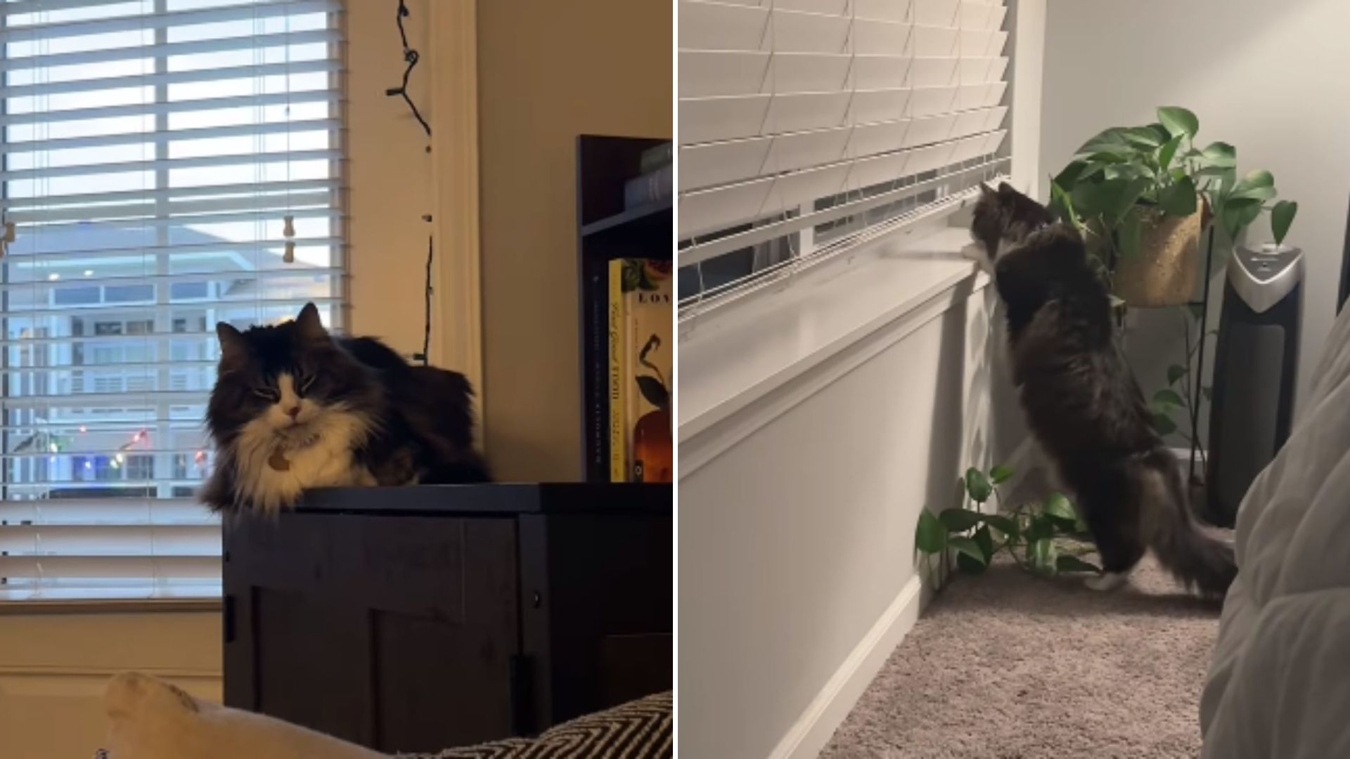 family cat