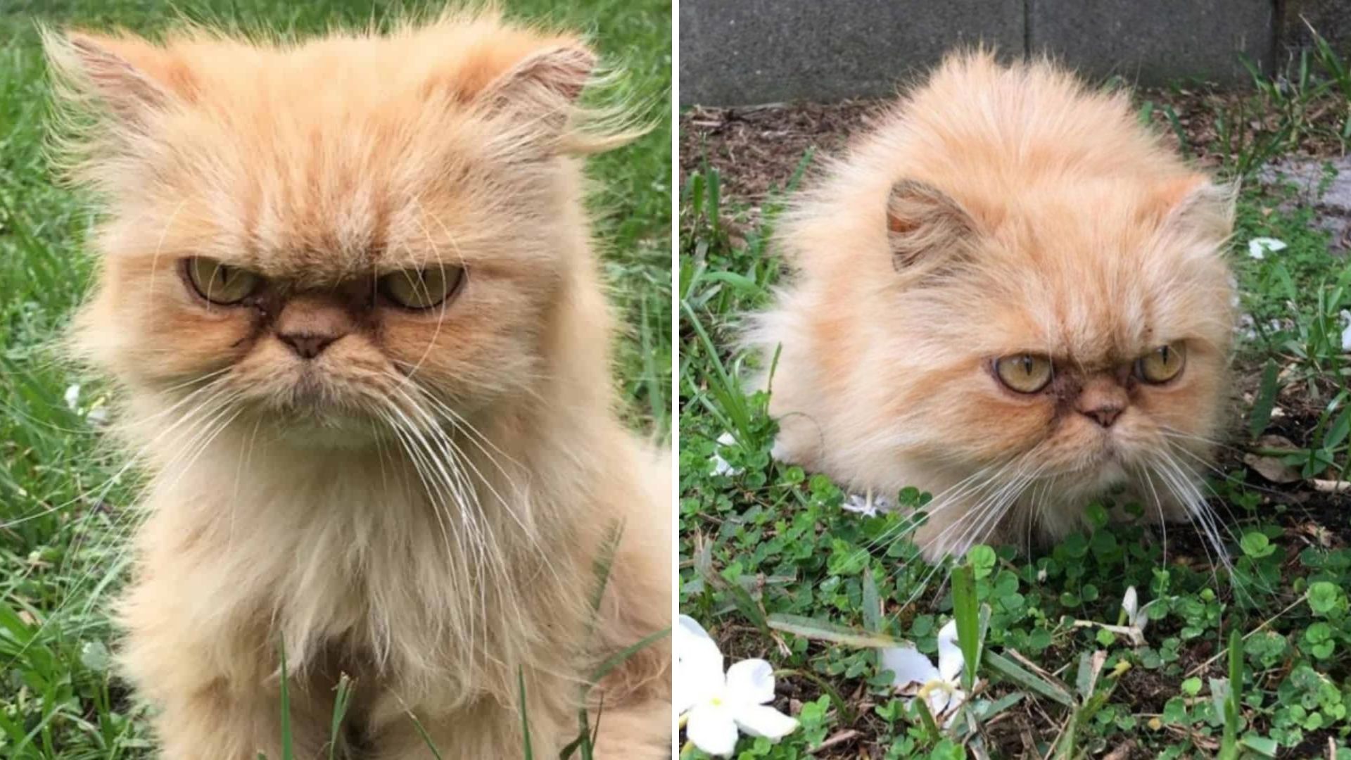 Florida Man Falls For A Grumpy Persian Cat Found Abandoned In An Empty Home