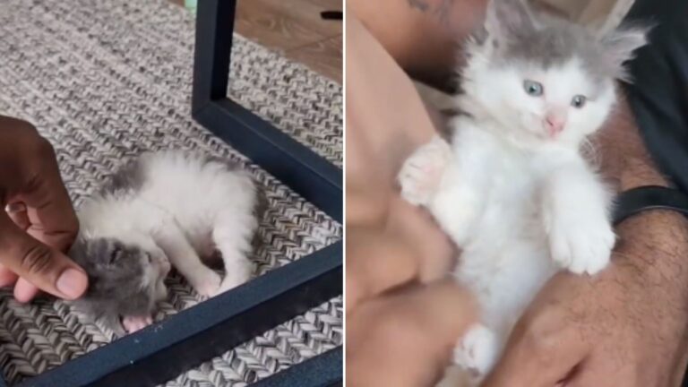 kitten adopted
