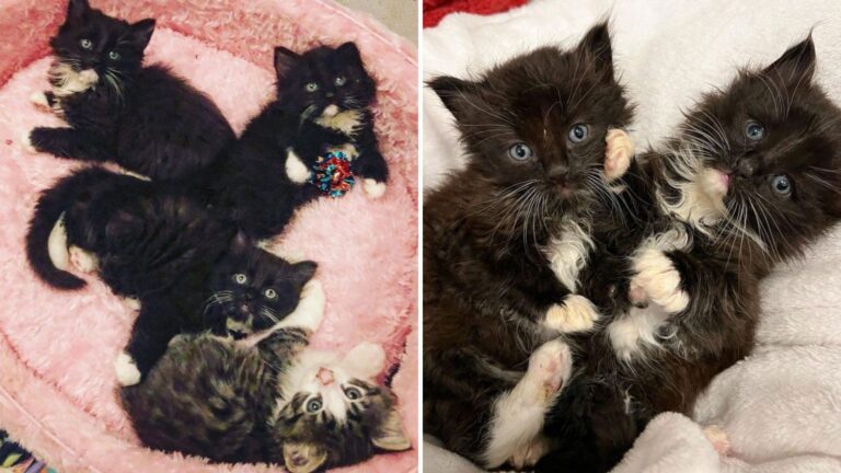 Four Helpless Kittens In Portland Found Waiting For Someone To Help Them