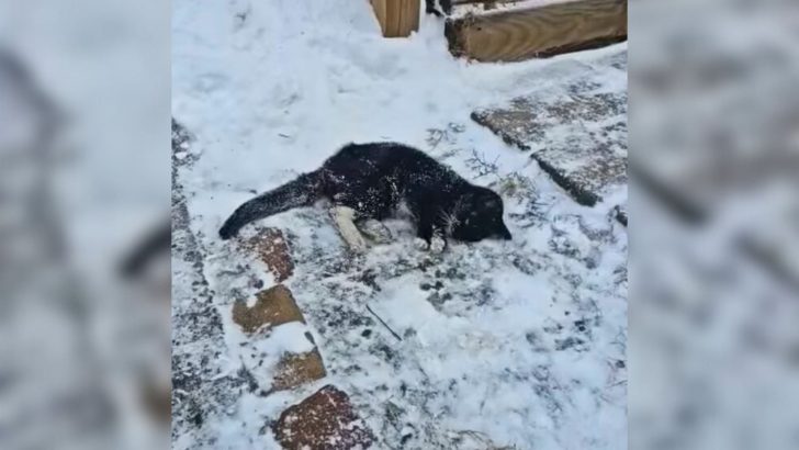 Freezing Tuxedo Cat Left On Pennsylvania Streets Gets A Miracle Rescue Before It’s Too Late