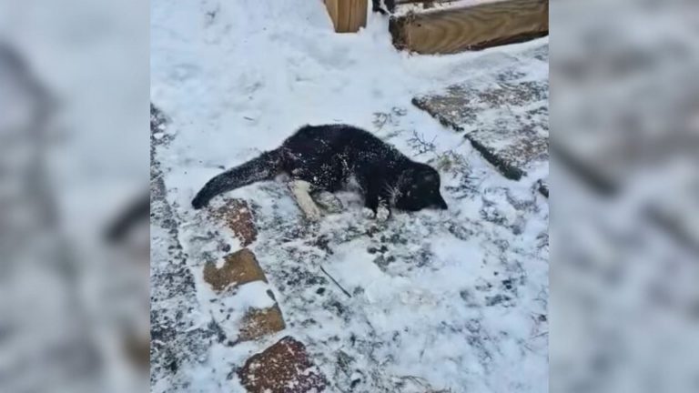 Freezing Tuxedo Cat Left On Pennsylvania Streets