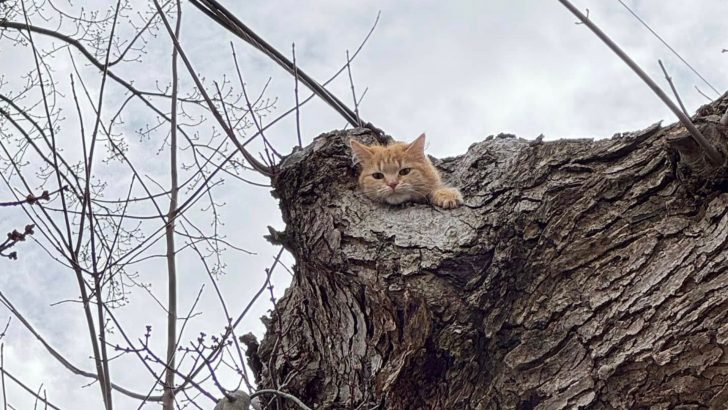 Ginger Cat Spends Three Nights Stuck In A Tree In Ohio, Desperately Waiting To Be Rescued