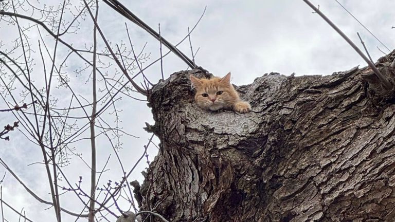 Ginger cat stuck