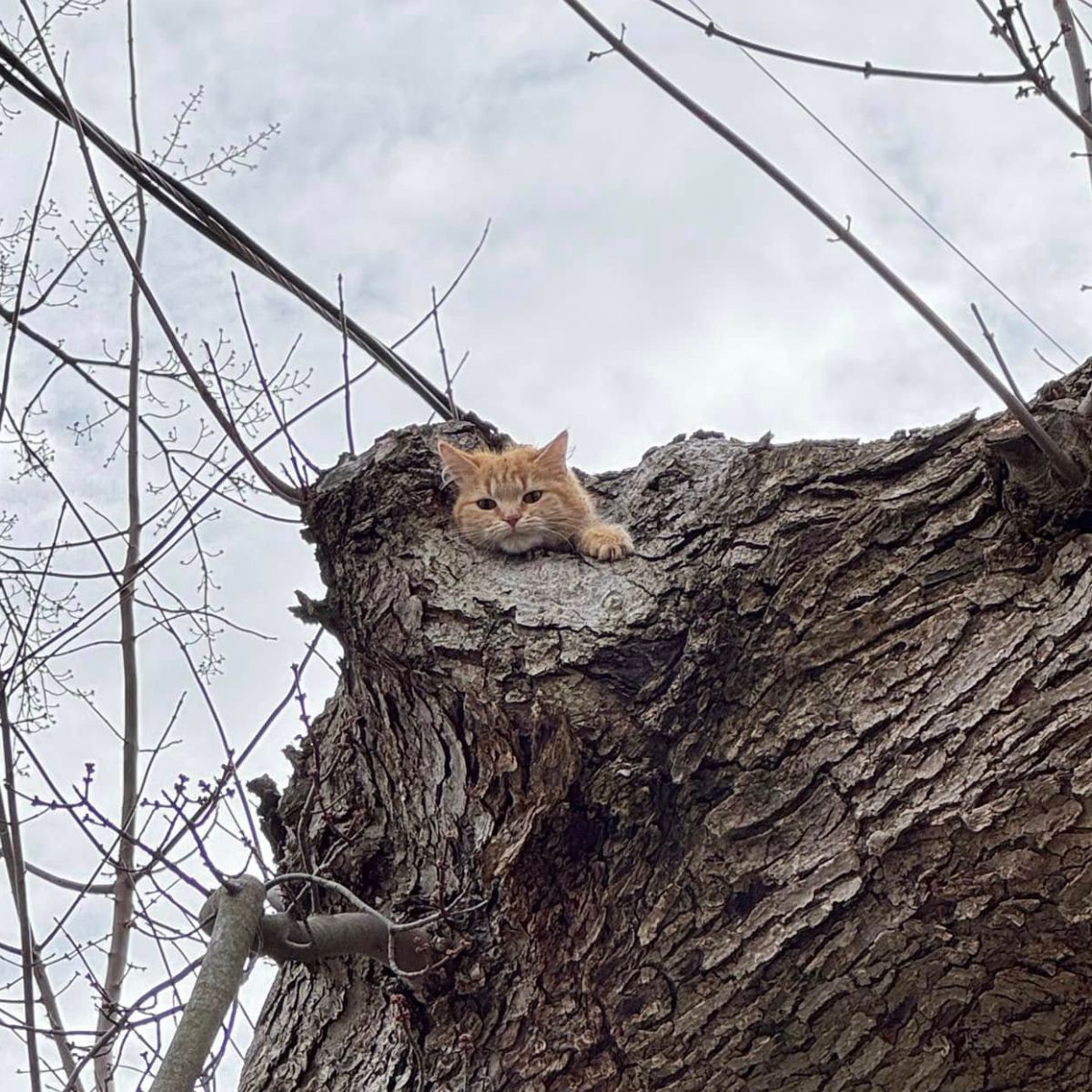 Ginger cat stuck