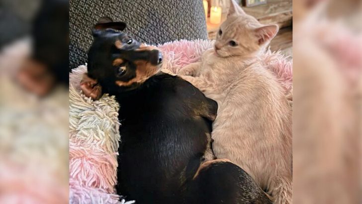 Grieving Pup Adopts An Orphaned Kitten In California And Together They Find Healing And Love