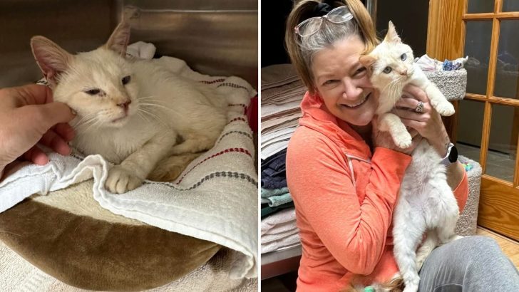 Heartbroken Volunteer Finds Solace In Rescued Cat Who Survived Five Days Stuck In A Tree