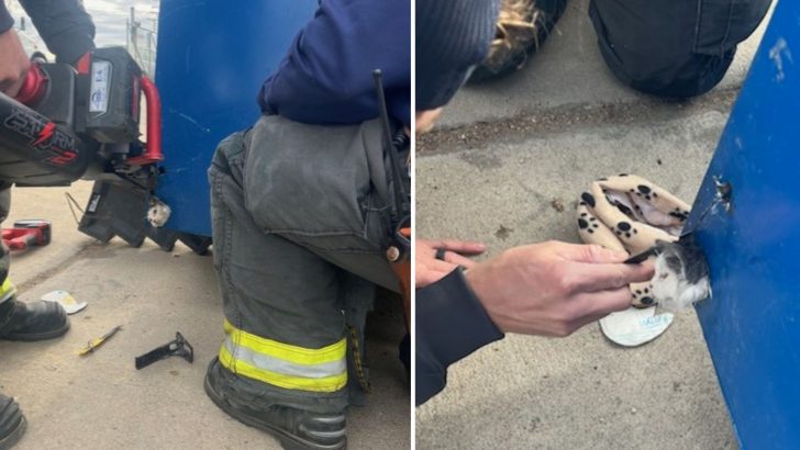 Helpless Kitten With Its Head Stuck In A Massive Dumpster Needs Heavy Machinery To Be Saved