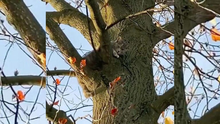 Indiana Woman Saves Cat From Tree And Discovers Something Truly Special About Her