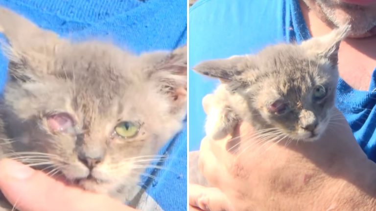 Innocent Kitten Faces Eye Loss After Teens Shoot Fireworks