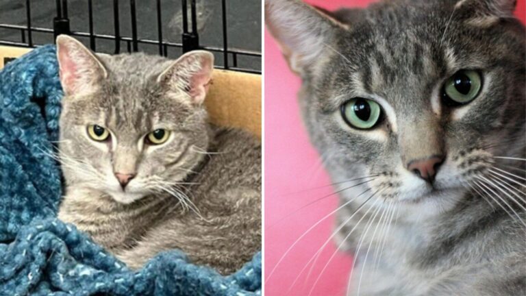 Iowa Cat Who Spent His Whole Life In A Shelter At Last Gets Adopted